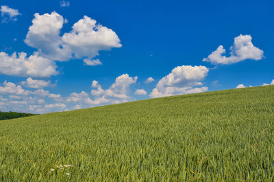 Field of green wheat on sky background. nature background image.