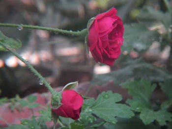 Close-up of pink flower blooming outdoors