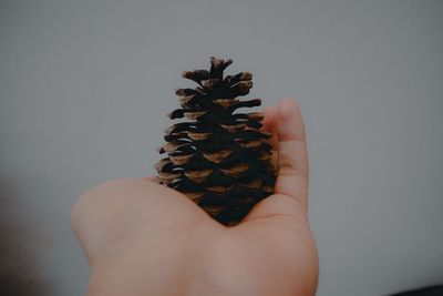 Close-up of hand holding pine cone against gray background