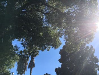 Low angle view of trees against sky on sunny day