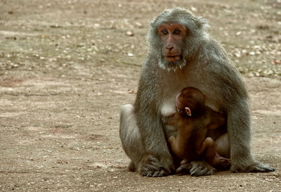 Monkey sitting in a animal looking away