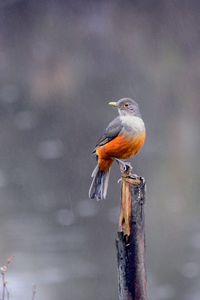 Bird perching on wooden post