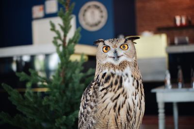 Close-up portrait of owl