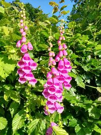 Close-up of pink flowering plant