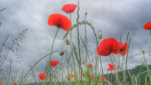 Red poppy flowers growing on field against sky