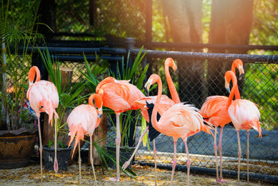 View of birds by the lake