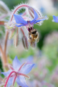 Close-up of bee on purple flower