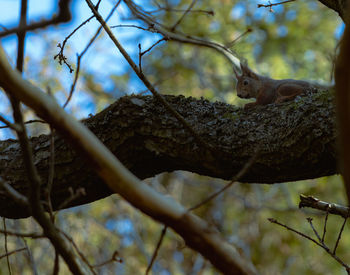 Low angle view of squirrel on tree branch
