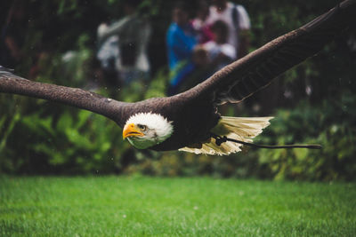 Close-up of eagle flying over grass