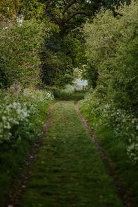 Empty road along plants and trees