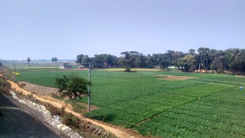 Scenic view of agricultural field against clear sky