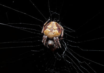 Close-up of spider on web