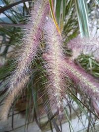 Close-up of succulent plant