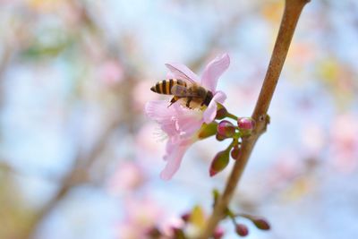 Close-up of insect on pink flower