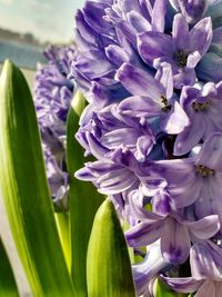 Close-up of purple flowers blooming outdoors