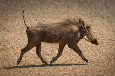 Common warthog crosses stony ground in sunshine