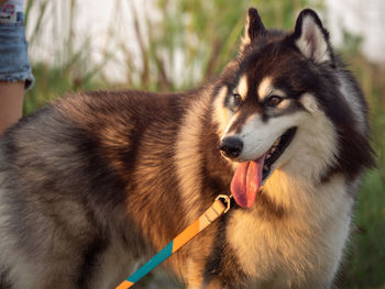 Dog walking in the sunny evening park