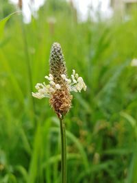 Close-up of flowering plant on field