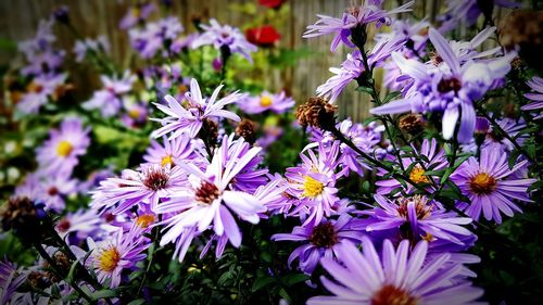 Close-up of purple flowers blooming outdoors