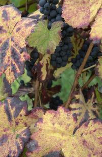 Close-up of grapes growing on plant during autumn
