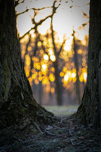 Trees growing in forest during sunset