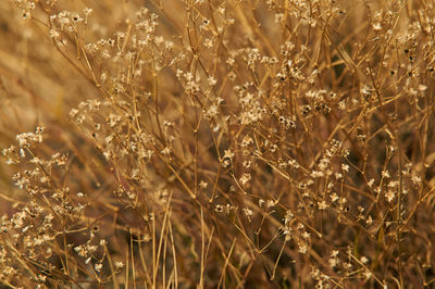 Full frame shot of plants on field