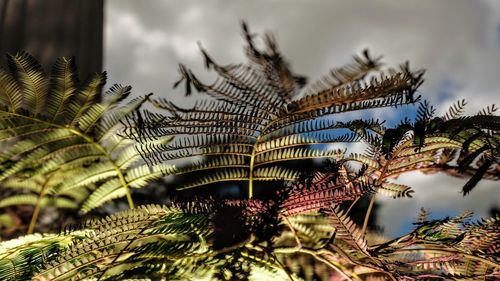 Close-up of plants against sky