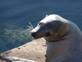 Portrait of sea lion on rock