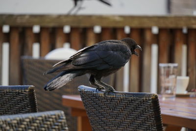 Close-up of bird perching on wooden table