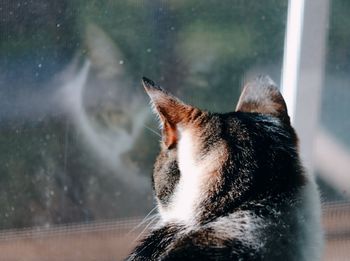 Close-up of cat looking through window