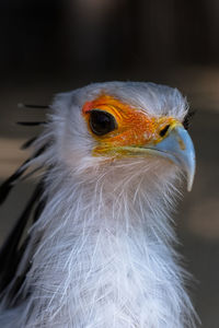 Close-up of a bird