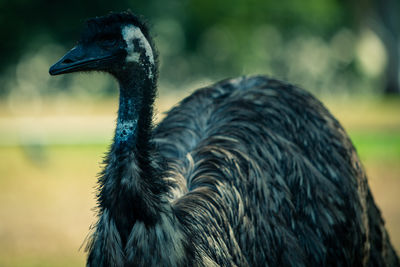 Close-up side view of a bird