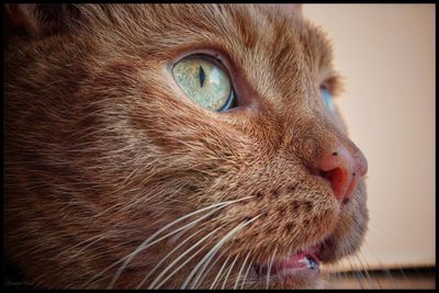 Close-up of cat