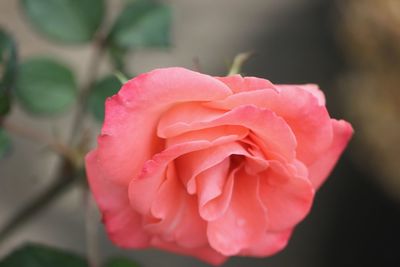 Close-up of pink rose