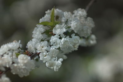 Close-up of white flowering plant