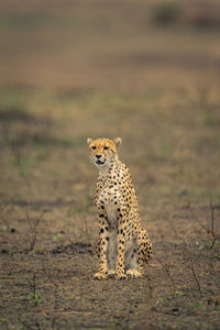 Cheetah sits