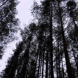 Low angle view of trees in forest