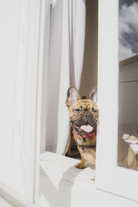 Portrait of a dog looking away