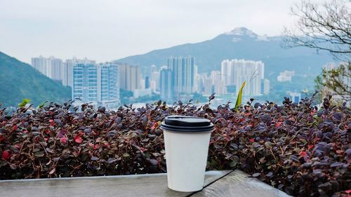 Close-up of disposable cup against plants in city