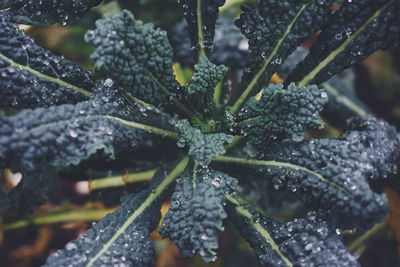 Close-up of raindrops on leaves during rainy season