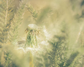 Close-up of dandelion on field