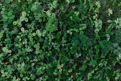 Full frame shot of plants