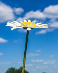 Low angle view of flowers against blue sky
