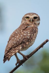 Low angle view of owl perching on branch