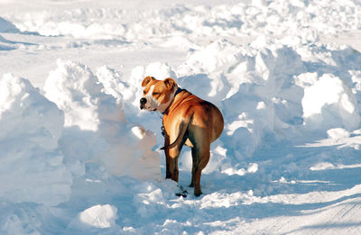 Dog on snow field