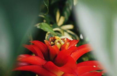 Close-up of red flowers blooming outdoors