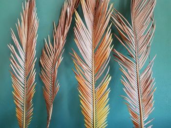 Close-up of palm leaves