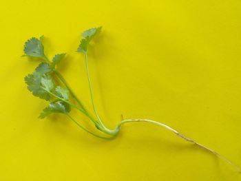 Close-up of yellow flowering plant
