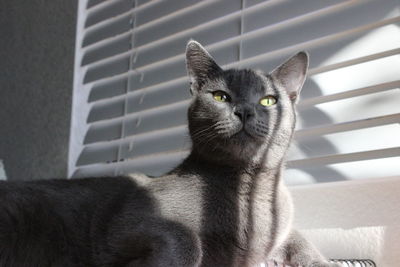 Russian blue cat lying against window blinds at home