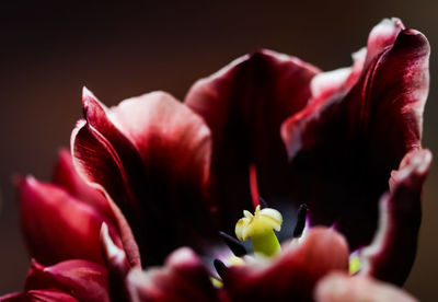 Close-up of red rose against black background